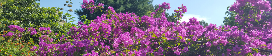 Bougainvillé - Villa des Hauts de Benista à Porticcio